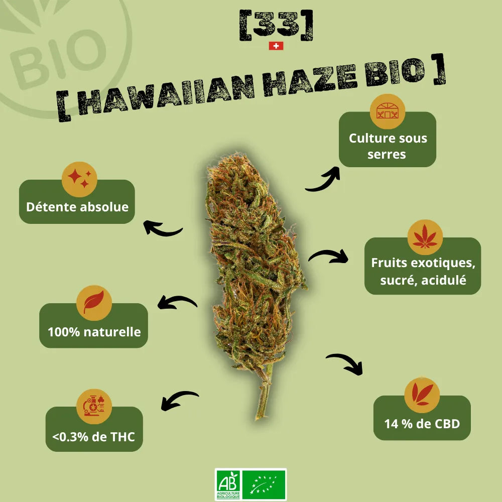 Fleur de CBD Hawaiian Haze Bio de Gr33nz, cultivée sous serre, offrant un arôme fruité, sucré et acidulé. 100 % naturelle avec 14 % de CBD et moins de 0,3 % de THC.