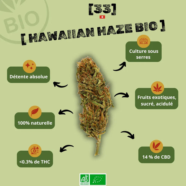 Fleur de CBD Hawaiian Haze Bio de Gr33nz, cultivée sous serre, offrant un arôme fruité, sucré et acidulé. 100 % naturelle avec 14 % de CBD et moins de 0,3 % de THC.