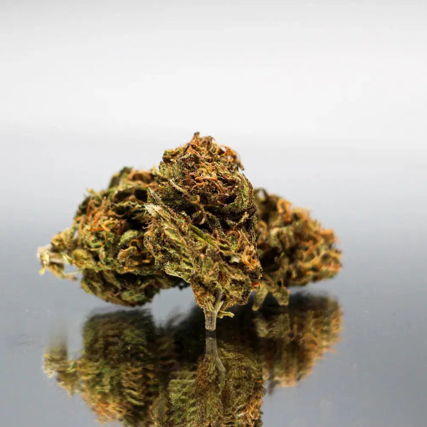 Photo en gros plan de la fleur de CBD Blue berry muffin Bio de Gr33nz, présentant une texture dense et une couleur verdoyante avec des reflets orangés, mise en valeur sur un fond miroir.