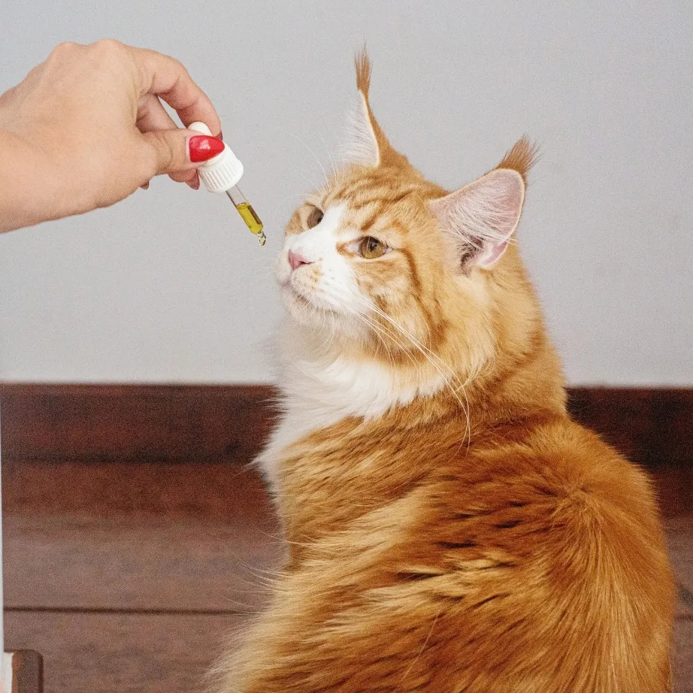 Main donnant de l'huile de CBD Ă un chat