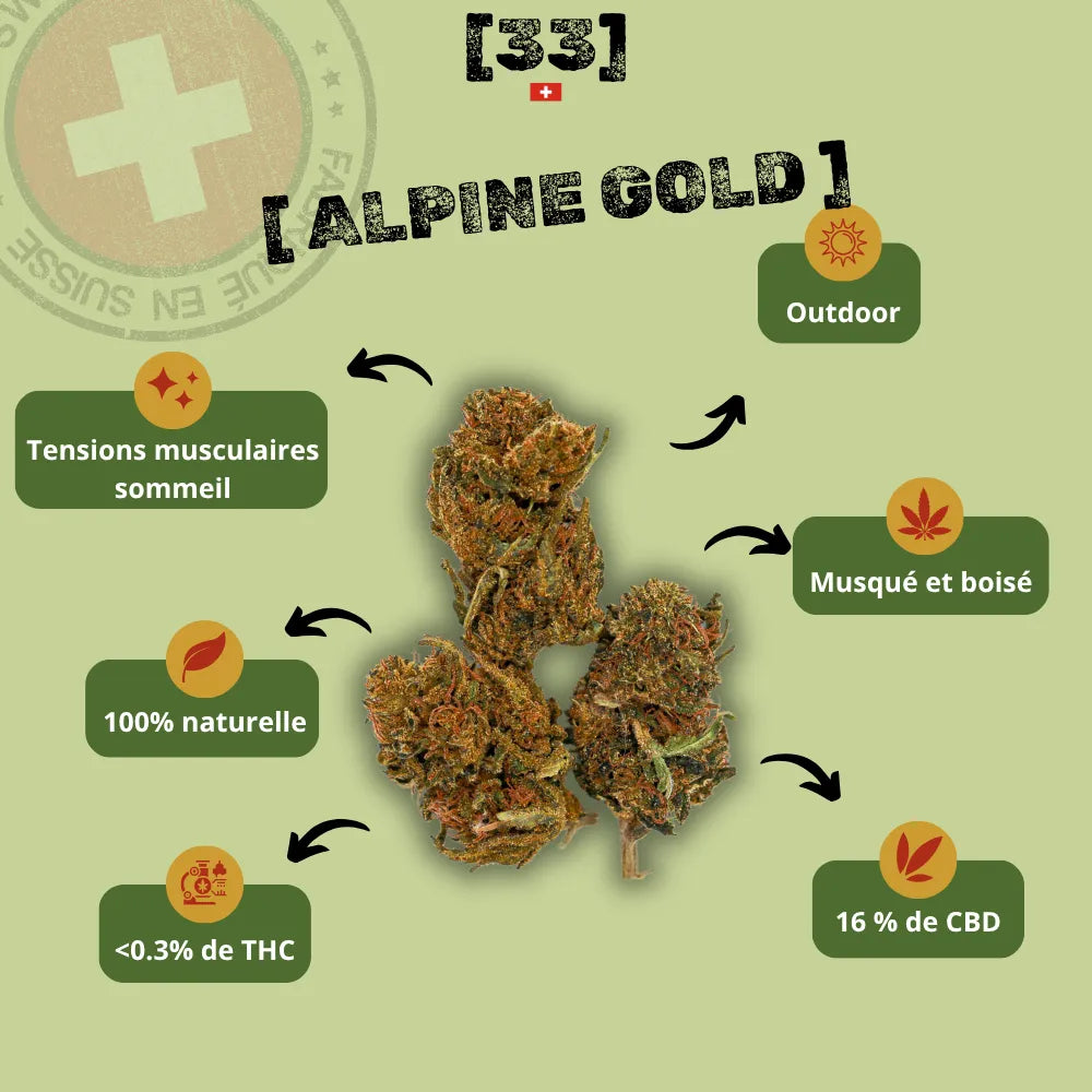 Infographie présentant la fleur de CBD Alpine Gold Suisse de Gr33nz, avec un taux de 16 % de CBD, des arômes musqués et boisés, et une culture outdoor garantissant une qualité naturelle.
