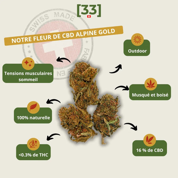 Infographie présentant la fleur de CBD Alpine Gold Suisse de Gr33nz, avec un taux de 16 % de CBD, des arômes musqués et boisés, et une culture outdoor garantissant une qualité naturelle.