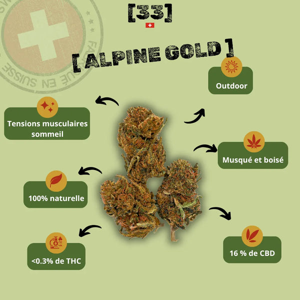 Infographie présentant la fleur de CBD Alpine Gold Suisse de Gr33nz, avec un taux de 16 % de CBD, des arômes musqués et boisés, et une culture outdoor garantissant une qualité naturelle.