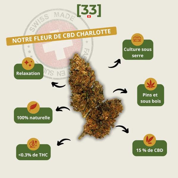 Présentation de la fleur de CBD Charlotte Suisse de Gr33nz, une variété cultivée sous serre, aux arômes de pins et de sous-bois, idéale pour une relaxation naturelle et profonde.