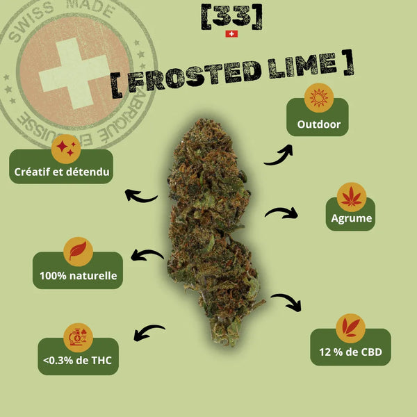 Présentation de la Fleur de CBD Frosted Lime Suisse de Gr33nz, une variété outdoor aux arômes d'agrumes, idéale pour la créativité et la détente avec 12 % de CBD.