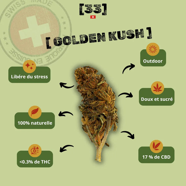 Présentation de la Fleur de CBD Golden Kush Suisse par Gr33nz, une variété outdoor au goût doux et sucré, contenant 17 % de CBD.
