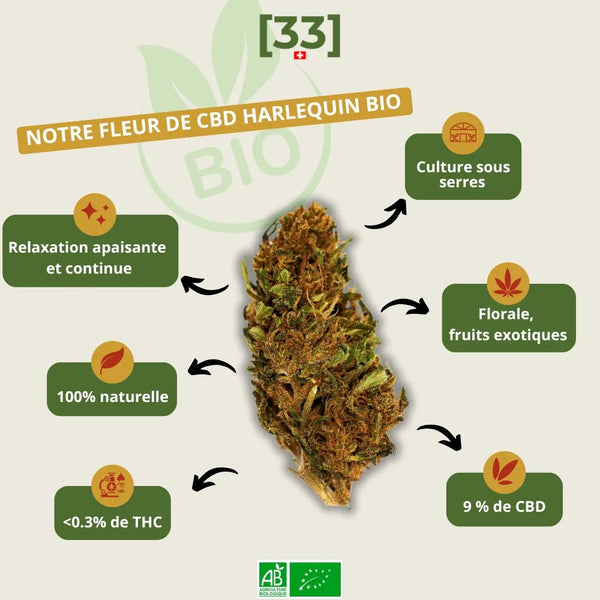 Présentation de la Fleur de CBD Harlequin Bio de Gr33nz, cultivée sous serre, avec des notes florales et de fruits exotiques, offrant une relaxation apaisante et continue.