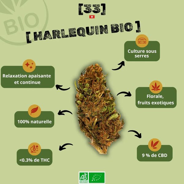 Présentation de la Fleur de CBD Harlequin Bio de Gr33nz, cultivée sous serre, avec des notes florales et de fruits exotiques, offrant une relaxation apaisante et continue.