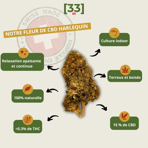 Présentation de la Fleur de CBD Harlequin Suisse Bio de Gr33nz, une variété cultivée en indoor, aux arômes terreux et boisés, pour une relaxation apaisante et continue.