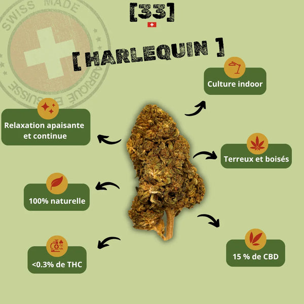 Présentation de la Fleur de CBD Harlequin Suisse Bio de Gr33nz, une variété cultivée en indoor, aux arômes terreux et boisés, pour une relaxation apaisante et continue.