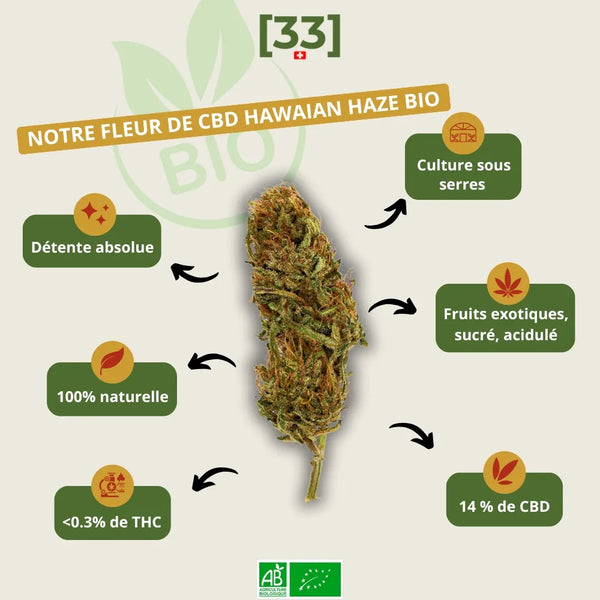 Fleur de CBD Hawaiian Haze Bio de Gr33nz, cultivée sous serre, offrant un arôme fruité, sucré et acidulé. 100 % naturelle avec 14 % de CBD et moins de 0,3 % de THC.