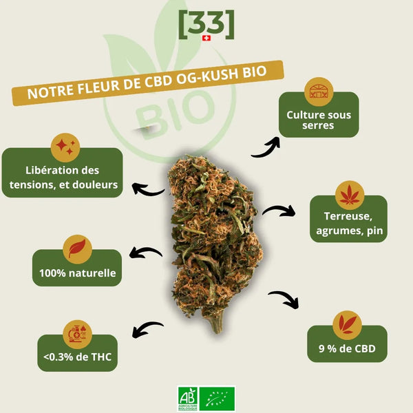 Fleur de CBD OG Kush Bio de Gr33nz, cultivĂ©e sous serre avec des arĂŽmes terreux, dâagrumes et de pin. Effet relaxant et soulagement des tensions.