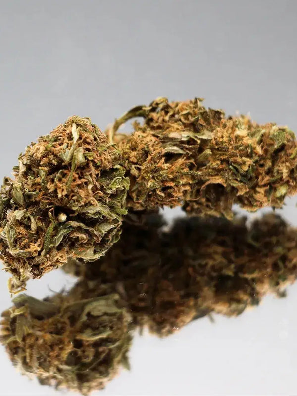 Gros plan sur la fleur de CBD OG Kush Bio de Gr33nz, aux arÎmes terreux et boisés, cultivée sous serre pour un effet relaxant optimal.
