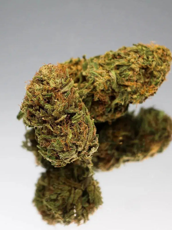 Fleurs de CBD Sour Elektra Bio de Gr33nz, avec une culture sous serre pour des arÎmes d'agrumes, de baies fruitées et une touche gazeuse.