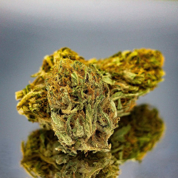 Gros plan de la fleur de CBD sour brulée Bio de Gr33nz, aux teintes vertes et orangées, cultivée sous serre pour une qualité premium.