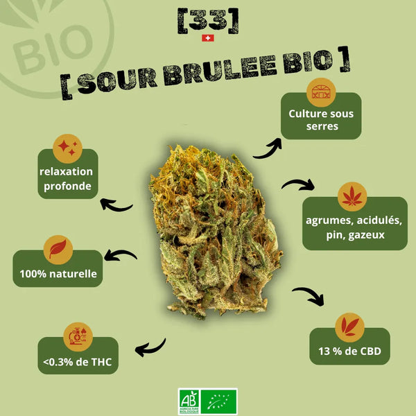 Fleur de CBD sour brulée Bio de Gr33nz, cultivée sous serre, offrant un  arômes puissants de citron vert et gazeux, avec une légère touche de pin. 100 % naturelle avec 13 % de CBD et moins de 0,3 % de THC.