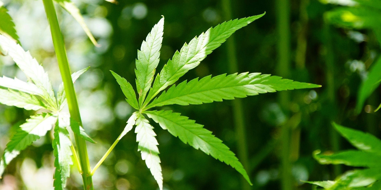 CBC vs CBD : Plus qu'une lettre de différence