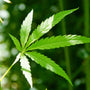 CBC vs CBD : Plus qu'une lettre de différence