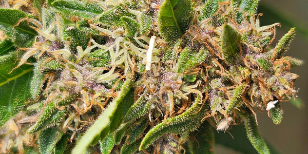 CBD définition