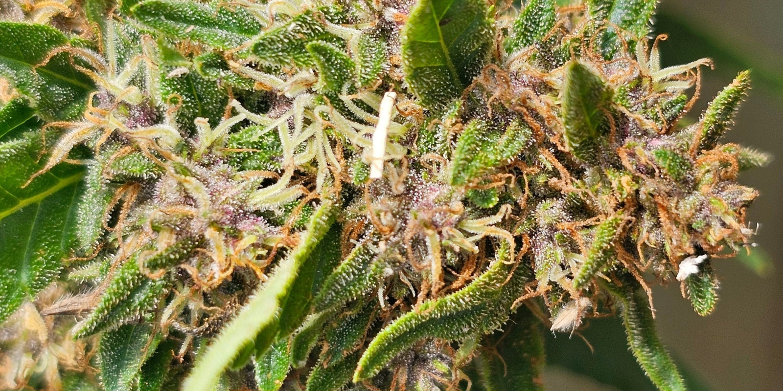 CBD définition