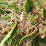CBD définition