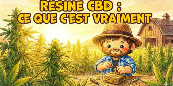 Résine CBD : ce que c’est vraiment