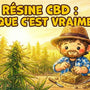Résine CBD : ce que c’est vraiment