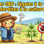 Graines CBD : légales à la vente, interdites à la culture ?