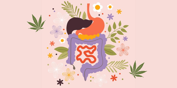 Tisane CBD et Digestion : peut-elle vraiment apaiser le ventre ?