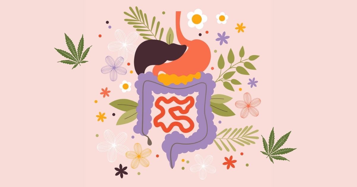 Tisane CBD et Digestion : peut-elle vraiment apaiser le ventre ?