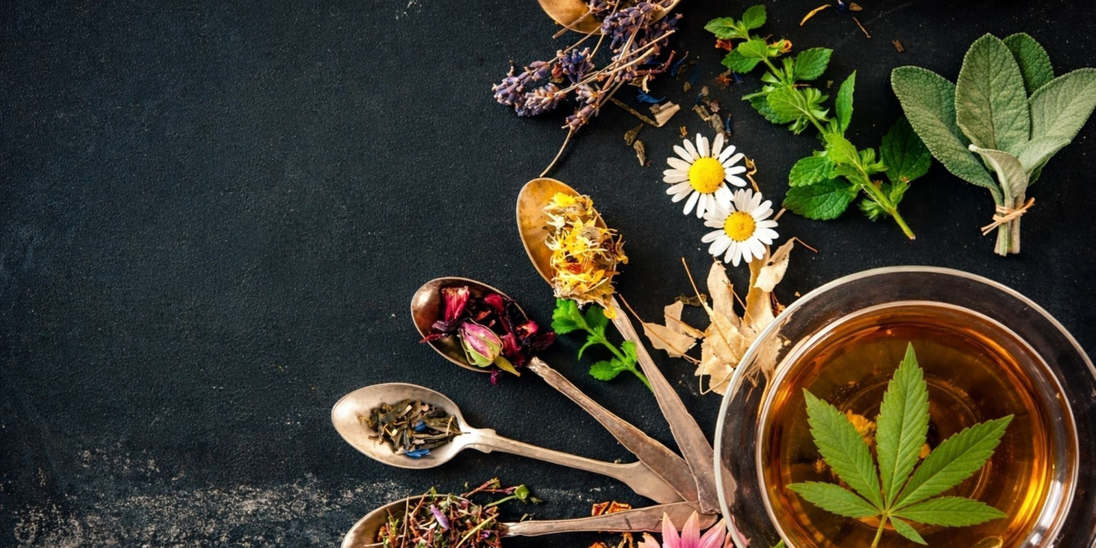 Tisanes CBD effet : le guide complet pour bien choisir, préparer son infusion au CBD