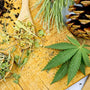 Tisane CBD bio vs non bio : quelle différence, concrètement ?