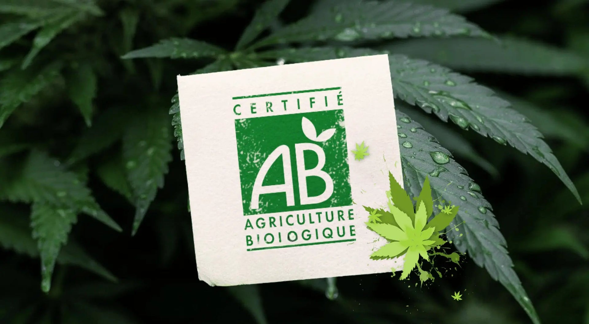 Fleurs CBD Bio - GR33NZ