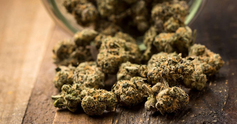 CBD 100g : La fleur bio à moins d’1 €/g GR33NZ