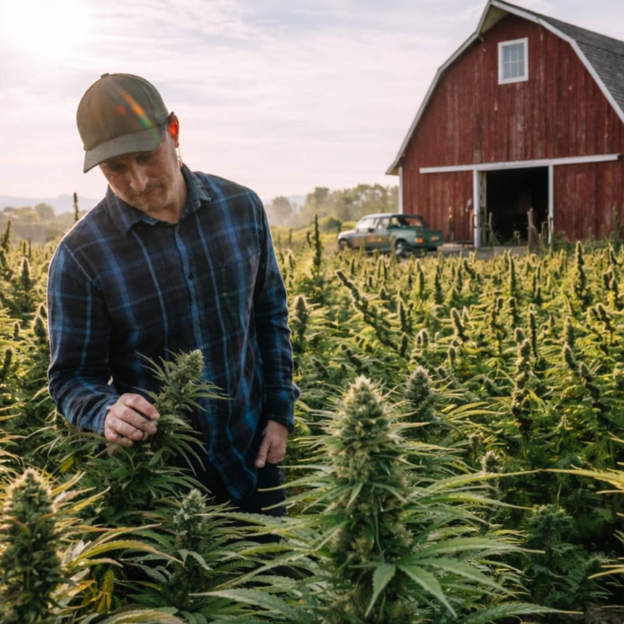 Fleurs CBD Bio USA - GR33NZ