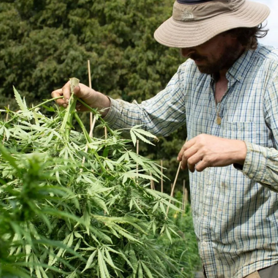 Agriculteur inspectant une culture de chanvre bio en plein air, garantissant une production naturelle et responsable de CBD