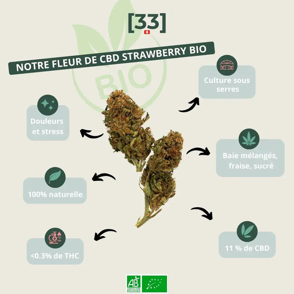 Visuel de la fleur de CBD Strawberry Bio gr33nz, cultivée sous serre, avec 11 % de CBD 