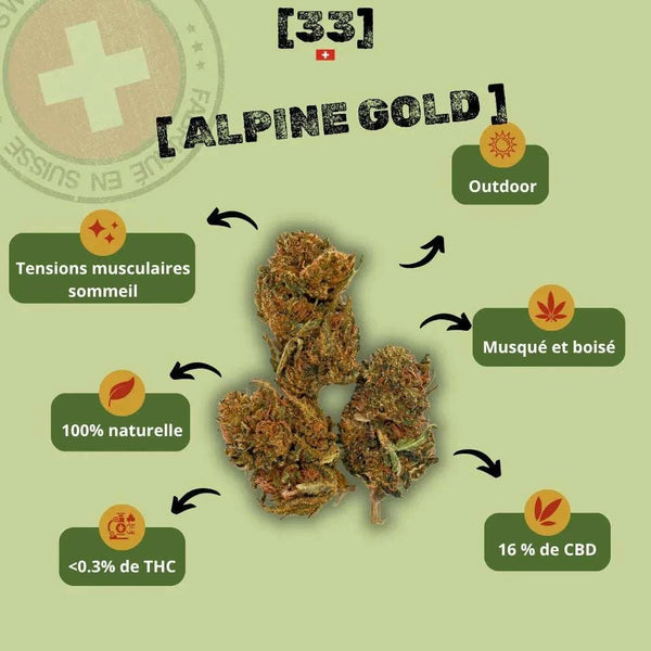 Infographie présentant la fleur de CBD Alpine Gold Suisse de Gr33nz, avec un taux de 16 % de CBD, des arômes musqués et boisés, et une culture outdoor garantissant une qualité naturelle.