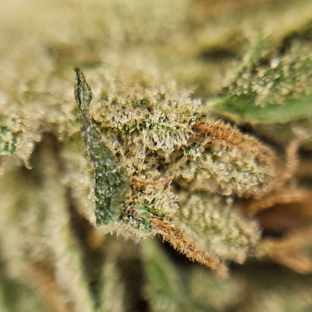 Analyse macro d'une fleur de CBD Cannatonic mettant en évidence les glandes de résine translucides et les pistils bruns