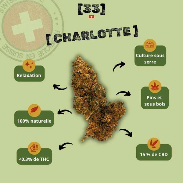 Présentation de la fleur de CBD Charlotte Suisse de Gr33nz, une variété cultivée sous serre, aux arômes de pins et de sous-bois, idéale pour une relaxation naturelle et profonde.
