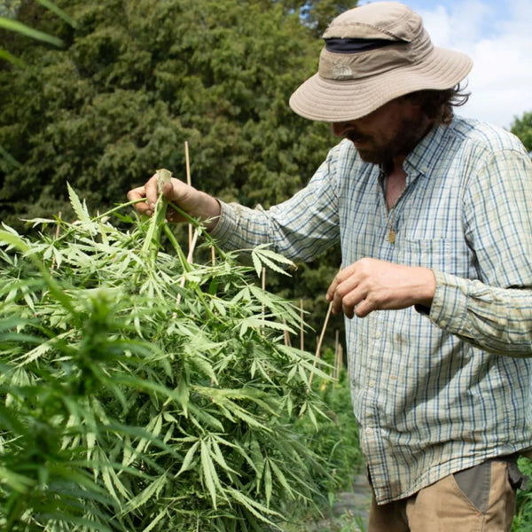 Agriculteur inspectant des plants de chanvre bio en plein champ. Culture naturelle et responsable signée Gr33nz