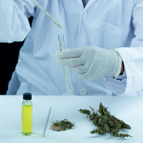 Scientifique en laboratoire réalisant une extraction d'huile de CBD avec une pipette et un tube à essai.