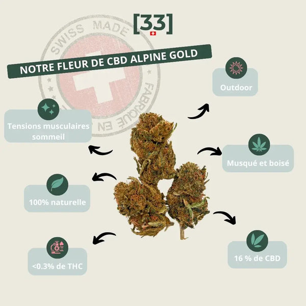 Infographie présentant la fleur de CBD Alpine Gold Suisse de Gr33nz, avec un taux de 16 % de CBD, des arômes musqués et boisés, et une culture outdoor garantissant une qualité naturelle.