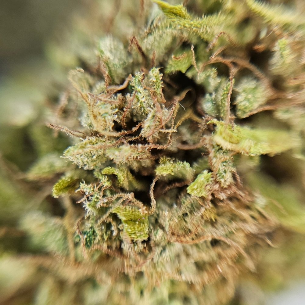 Vue macro ultra-détaillée d'une fleur de CBD Bleuberry révélant la densité des trichomes et des pistils ambrés pour une qualité supérieure.