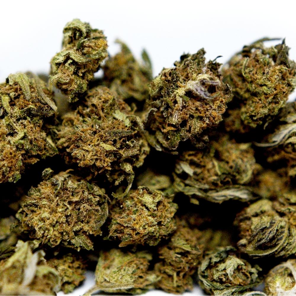 Zoom sur une accumulation de fleurs de CBD Bleuberry montrant la structure compacte et résineuse des têtes après séchage.