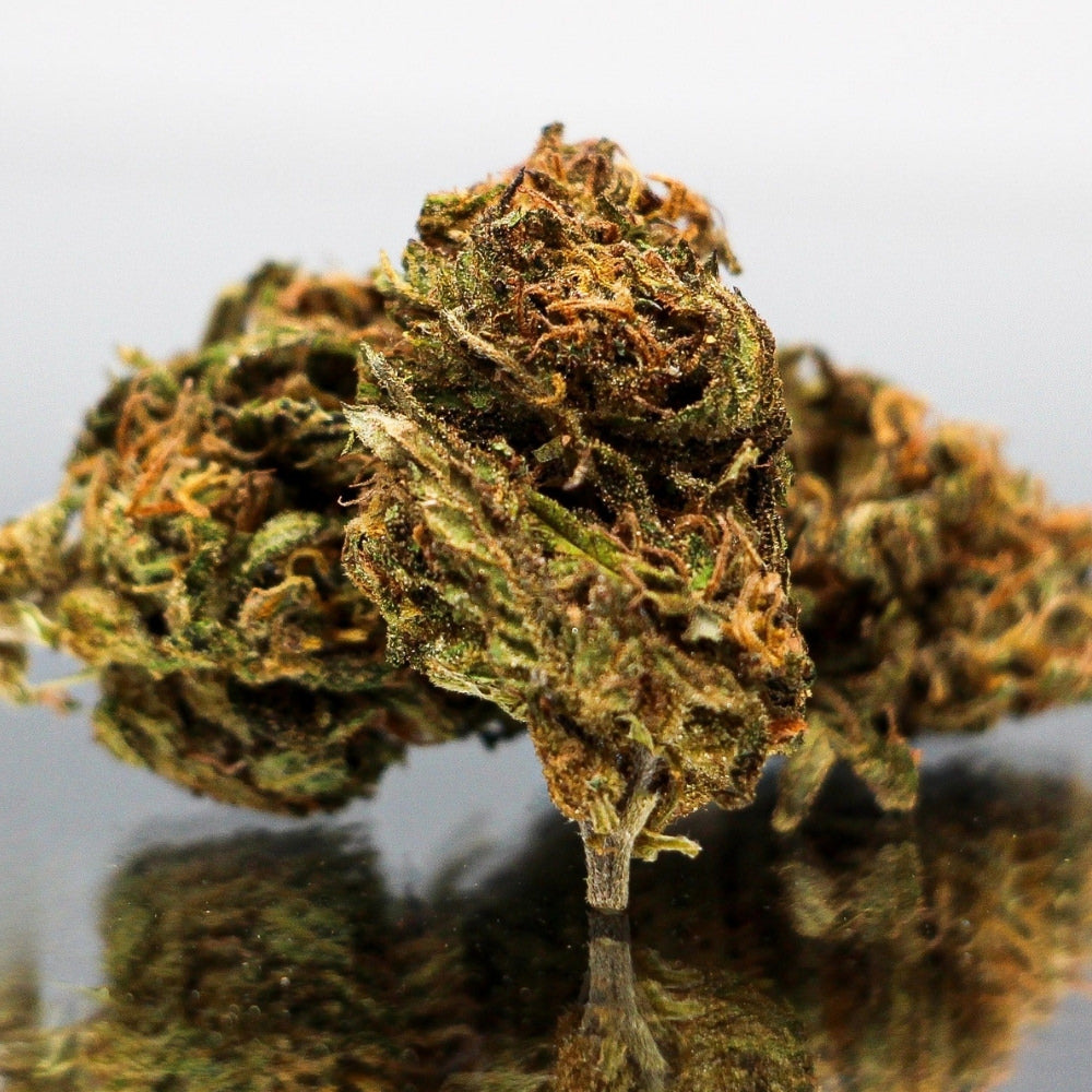 Photo en gros plan de la fleur de CBD Blue berry muffin Bio de Gr33nz, présentant une texture dense et une couleur verdoyante avec des reflets orangés, mise en valeur sur un fond miroir.