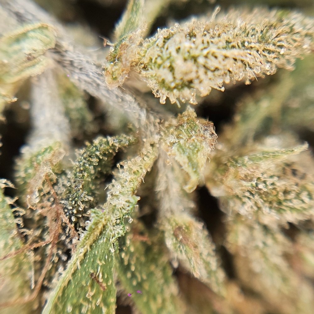 Gros plan macro sur les cristaux de résine d'une fleur de CBD Brûlée, illustrant la richesse en cannabinoïdes de la plante.