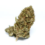 Bourgeon de CBD Brûlée bio à la forme allongée et aux reflets dorés, présenté sur un fond blanc