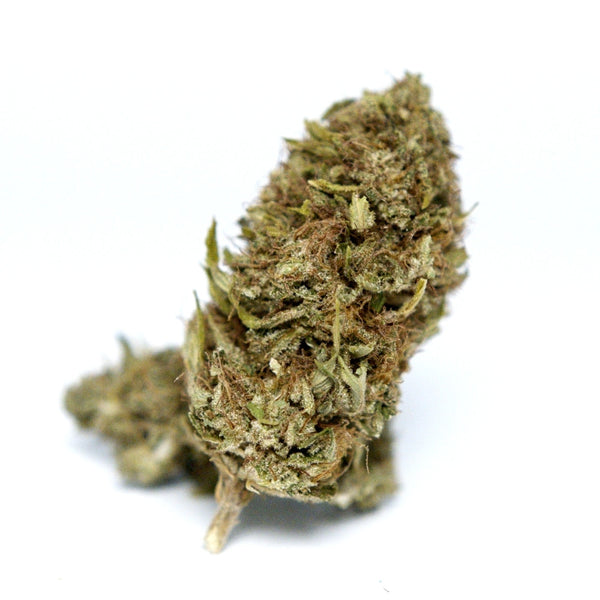 Bourgeon de CBD Brûlée bio à la forme allongée et aux reflets dorés, présenté sur un fond blanc