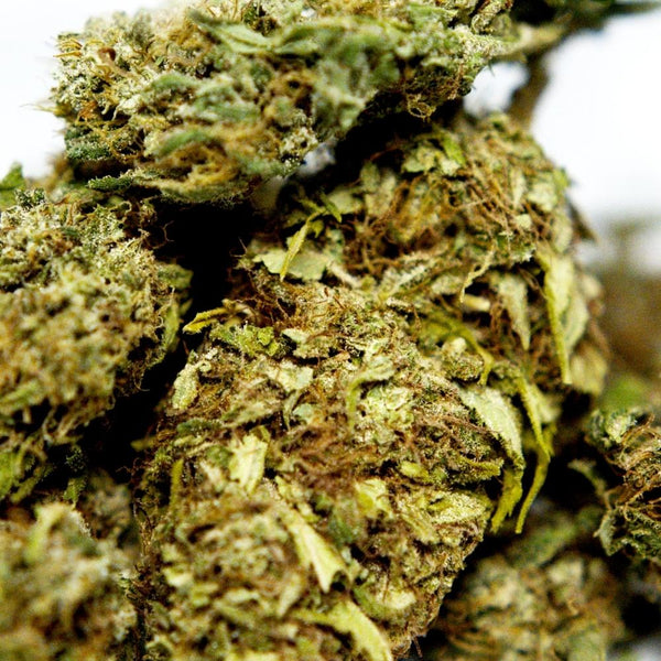 Zoom fleur CBD Brulee. Détails des têtes denses et résineuses, cultivées à partir de chanvre conforme aux normes européennes.